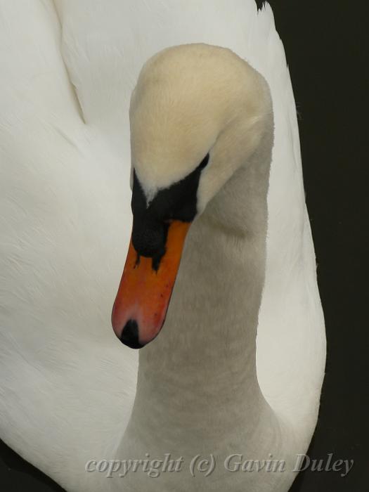 Mute swan, Winter, Hampstead Heath P1070530.JPG